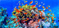 Badetuch Cabbage Coral