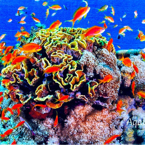 Badetuch Cabbage Coral - Hala-Ya-Khal Beach Towels