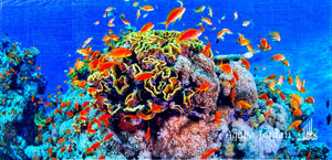 Badetuch Cabbage Coral - Hala-Ya-Khal Beach Towels