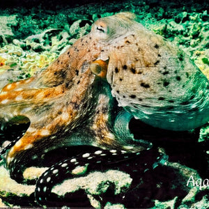 Badetuch Octopus mit farbigem Unterwasser-Design