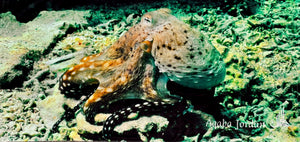 Badetuch Octopus mit farbigem Unterwasser-Design