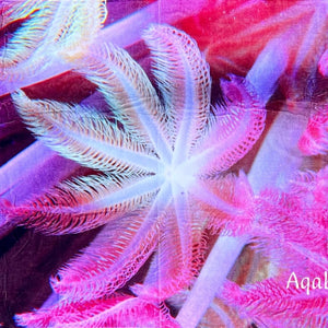 Badetuch Pink Soft Coral mit Unterwasser-Design – weiches Strandtuch 163x81 cm von Hala-Ya-Khal
