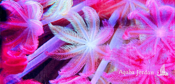 Badetuch Pink Soft Coral mit Unterwasser-Design – weiches Strandtuch 163x81 cm von Hala-Ya-Khal
