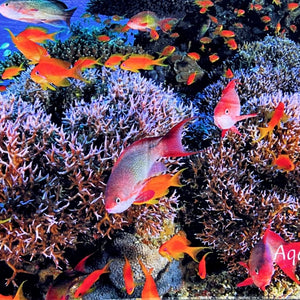 Badetuch Reef Lila mit echtem Korallenriff-Unterwasserfoto aus Aqaba Jordanien – samtweich 163x81 cm von Hala-Ya-Khal
