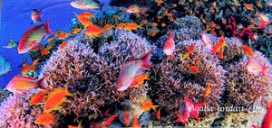 Badetuch Reef Lila mit echtem Korallenriff-Unterwasserfoto aus Aqaba Jordanien – samtweich 163x81 cm von Hala-Ya-Khal
