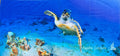 Badetuch Sea Turtle - Hala-Ya-Khal Beach Towels