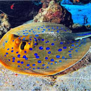 Badetuch Sting Ray - Hala-Ya-Khal Beach Towels