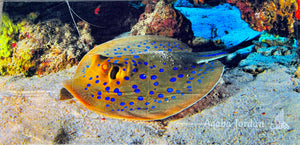 Badetuch Sting Ray - Hala-Ya-Khal Beach Towels